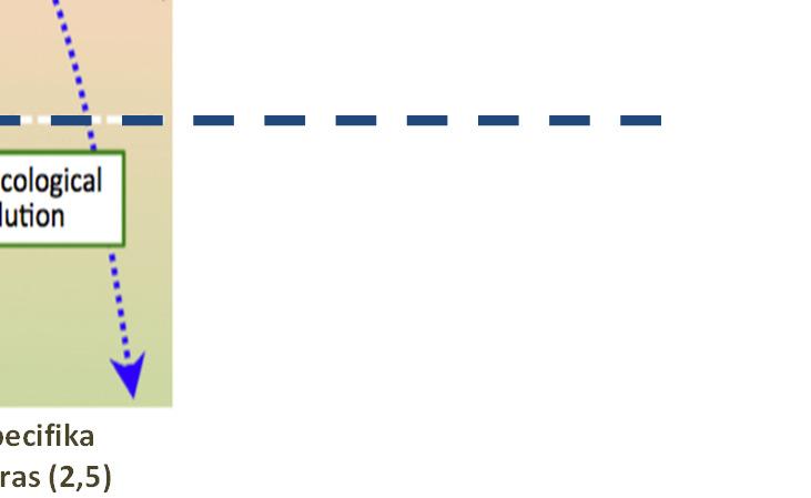 utläkning (4) Kronisk inflammation Normal inflammationsprocess Onsetphase : Kroppens svar på skada för att skydda vävnaden