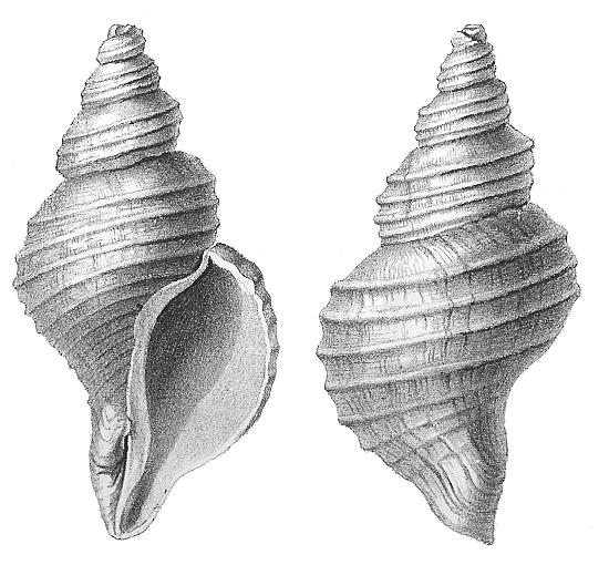 Phylum Mollusca Klass