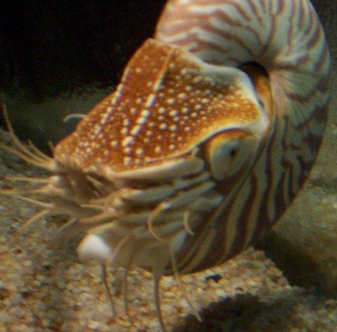 Cephalopoda Underklass