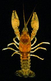 Phylum Arthropoda Klass Crustacea