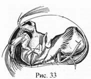 Phylum Arthropoda Klass Crustacea Underklass Ostracoda (musselkräftor) Ostrakoder ( ostrakon är grekiska för ett skal ) är