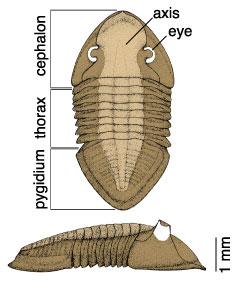 sidorna Cephalon (huvud), thorax (mittpartiet, 2-40 segment) och pygidium