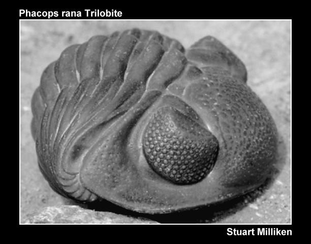 Phylum Arthropoda Klass Trilobita Trilobitens fasettöga Bananflugas öga