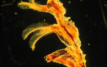 Phylum Hemichordata (halvsträngsdjur)