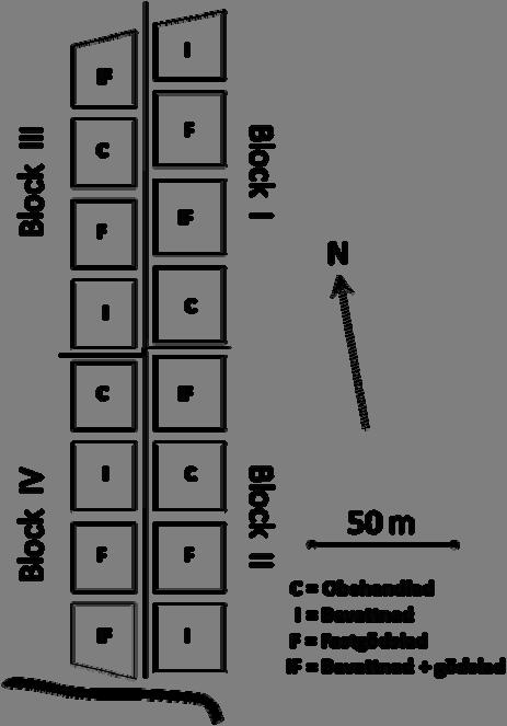 Figur 1. Försöket i Restad med fyra olika försöksled: obehandlad (C), bevattnad (I), gödslad (F) och bevattnad och gödslad (IF). Försöket startade 3 juni 2008.