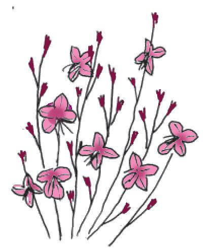 Paradisblomster Gaura