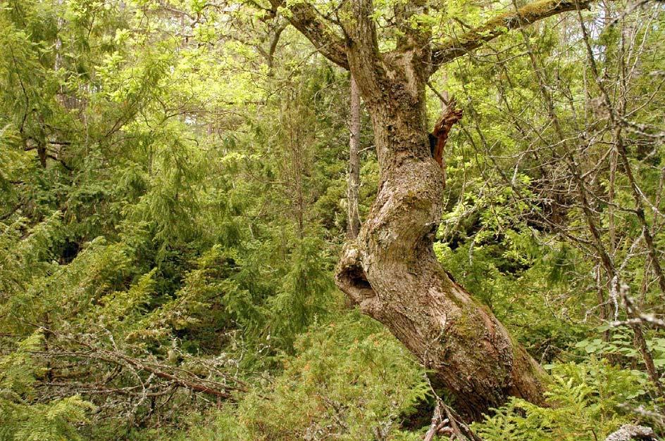 grova aspar påträffas läderlappslav Collema furfuraceum NT jämte bårdlav, lunglav och den ytterst sällsynt påträffade fransrosettlaven Physcia leptalea DD.