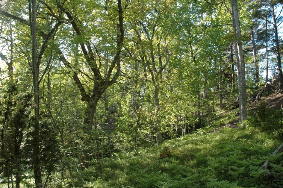 Lokal 5 Vassestensmoren eller Lilla Idmoren Lövskogsbestånd som ligger ca 2 km söder om Kapellängen. Miljön påminner om de andra lövskogarna på norra Sandön.