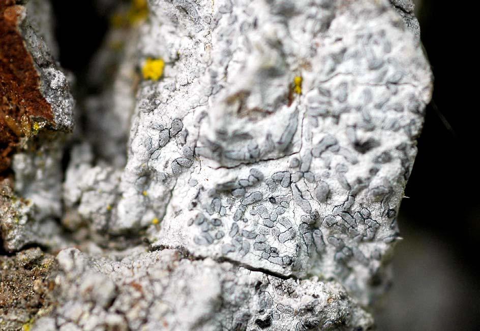 Daggklotterlav Lecanographa lyncea CR är en an landets mest hotade arter. Den påträffades vid fältbesöket på Gotska Sandön på minst tre olika träd, i två olika delmiljöer. Foto Svante Hultengren.