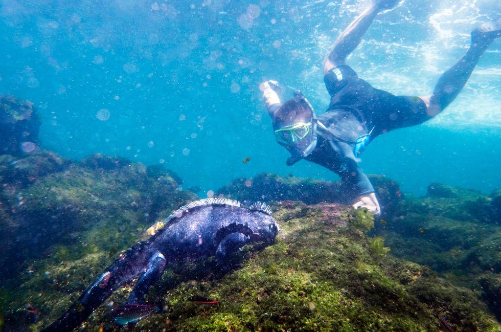 SNORKLA MED DINOSAURIER Hundra mil väster om Sydamerikas kust ligger de mytomspunna Galápagosöarna.