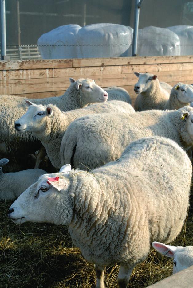 5.2.4 Får, lamm och getter Får, lamm och getter är utpräglade flockdjur. Vuxna djur kommunicerar genom rörelser och kroppsställningar, men ljuden är också viktiga.