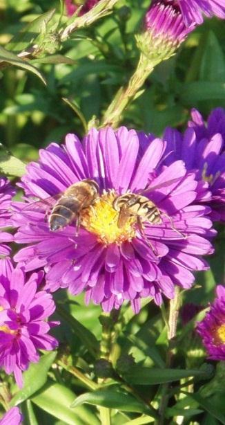 I förädlade sorter med fyllda blommor är nektarier och ståndare oftast ombildade till blomblad, så