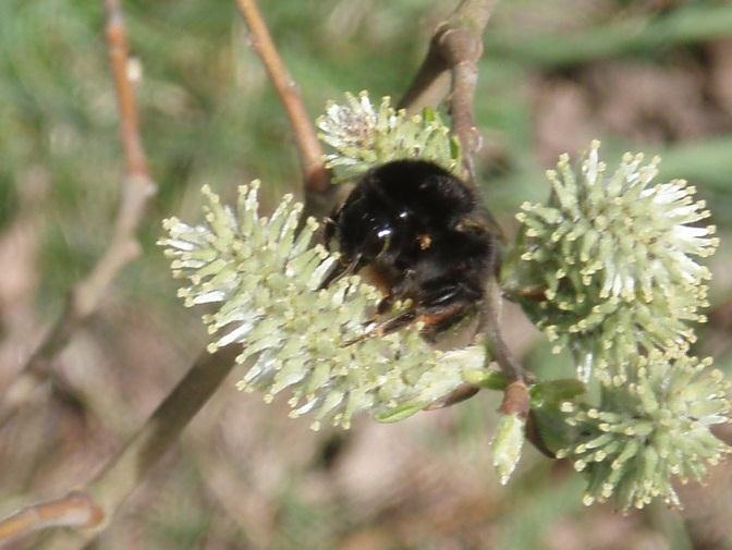 därför ingen näring åt insekterna (t.h.