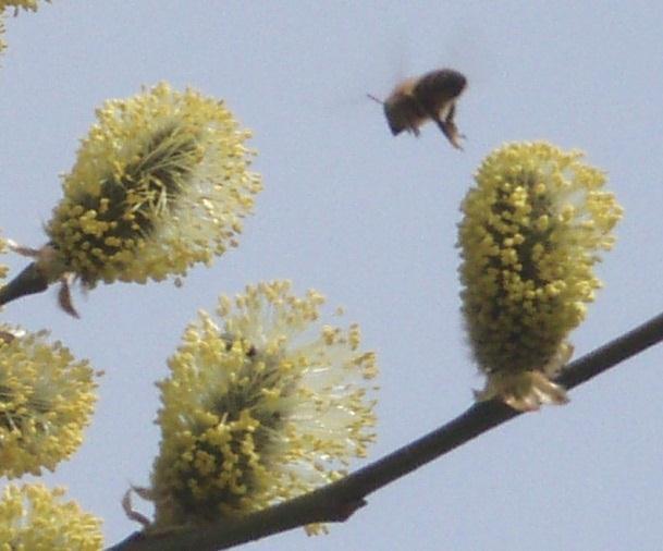 värdefulla nektar- och pollenväxter på dessa undersökningar.