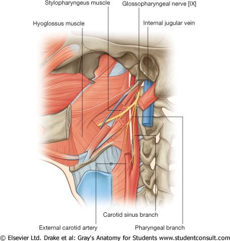 Kranialnerver i halsen N. glossopharyngeus (IX) -Denna nerv tas upp mer i detalj pånhoi. Ni kommer inte se den på halsdissektion.