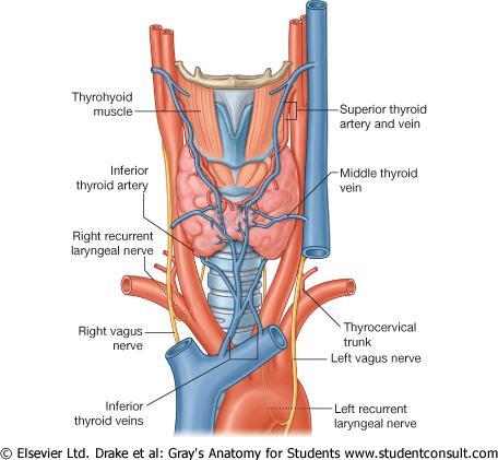 Larynx o Thyroideaförsörjning: a. thyroidea sup & a.