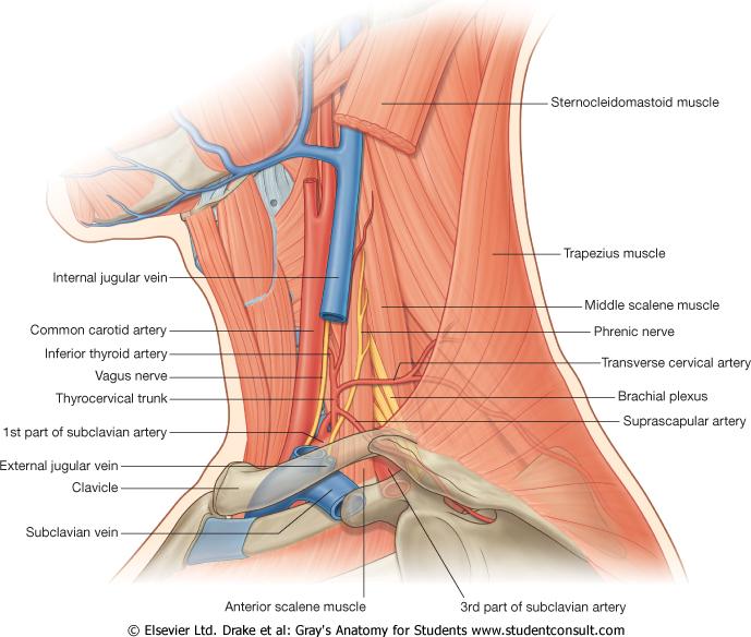 Hals 2. Nedre halsregionen Artärer och nerver bakom m. scm och i post. triangeln Truncus thyrocervicalis a. thyroidea inf mot körteln a. transversa colli mot m.