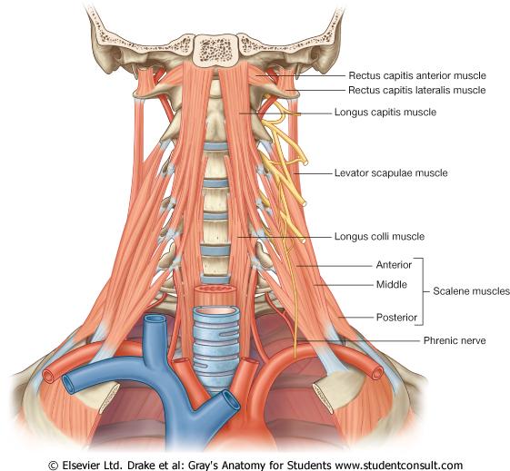 Muskler Prevertebrala- Anteriora rami C1-C6 Scaleniusmuskler- Anteriora rami C4-C8