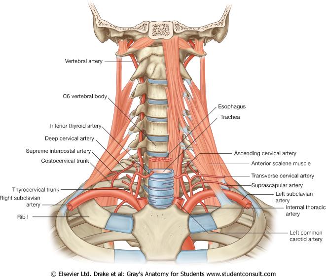Subclaviala artärer i halsen a. vertebralis (90 % in i C6) a. thoracica interna (80 %) truncus thyrocervicalis (<60 %) a. thyroidea inf a. cervicalis ascendens a.