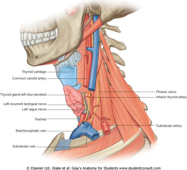 I nedre halsregionen N. vagus går ner framför A. subclavia och lägger sig i posteriort/medialt i ingången till thorax superiora öppning (apertur) N. laryngeus recurrens från vagus dx rundar A.