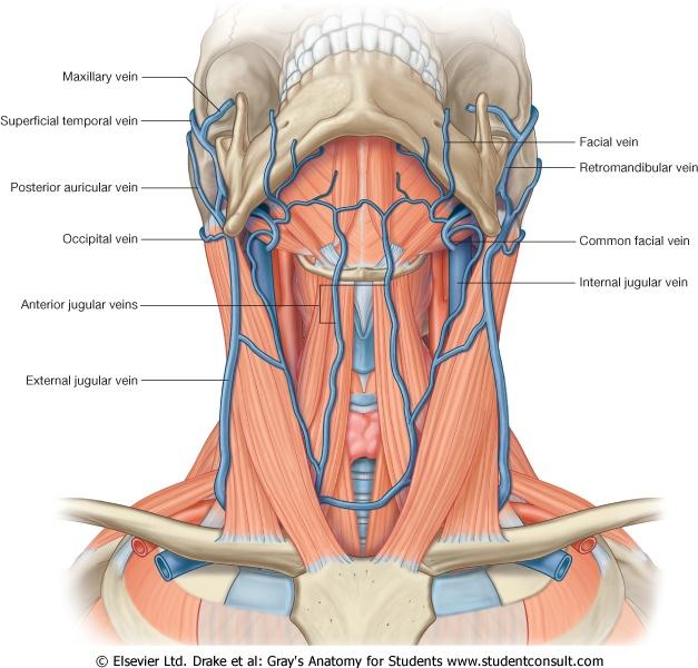 Vener 1. v. jugularis ext (ytlig om m. sternocleidomastoideus) rinner ner i v. subclavia 2. v. jugularis anterior med arcus venosus jugularis rinner ner i v. subclavia 3. v. jugularis interna djupt om m.