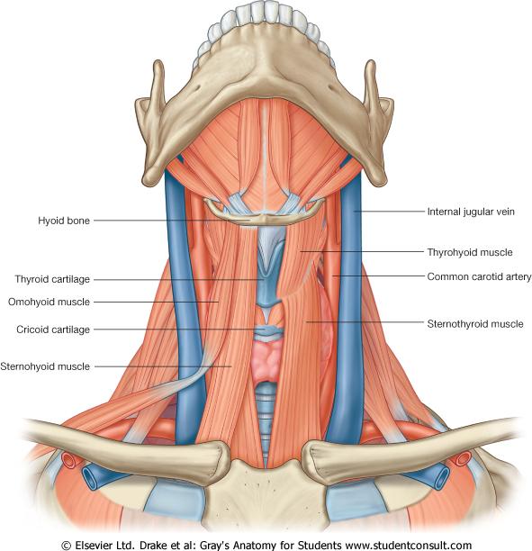 Supra- o Infrahyoidala muskler m. stylohyoideus m.