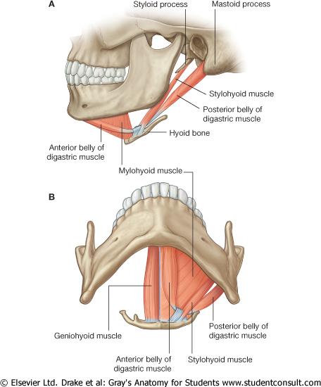 facialis (VII) Infrahyoidala muskler innerveras av ansa cervicalis