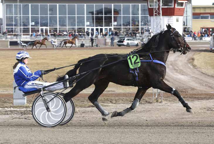 månadens häst februari2017 Coyote Roadrunner Foto: Hanold/Foto-Mike Foto:Hanold/Foto-Mike Hingst 6 år e. Quiet Easy U.S. u. Giddes Piraya ue.