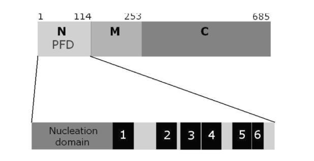 translations-elongeringsfaktor; EF-1α, och innehåller fyra stycken GTP-bindande sekvenser (Wilson & Culbertson 1987), medan M och N inte var lik någon annan då känd sekvens.