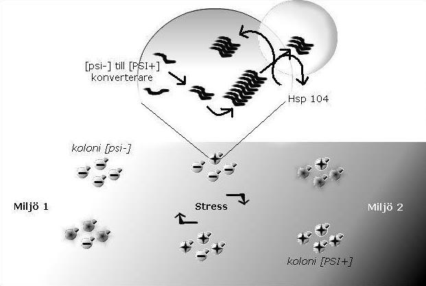 Figur 4. Bilden beskriver hur jästens fenotyp förändras som svar av konvertering mellan [psi-] och [PSI+] i en fluktuerande miljö.