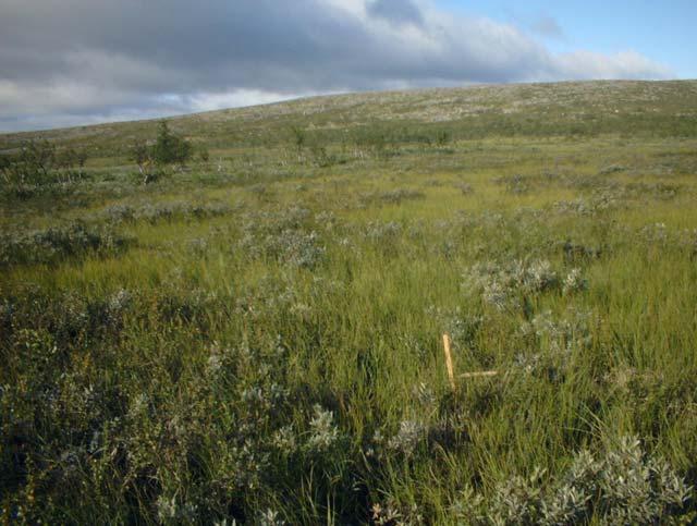 I en lite torrare biotop längs en skoterled dokumenterades körskador efter skoter vid ett fältbesök sommaren 2007.