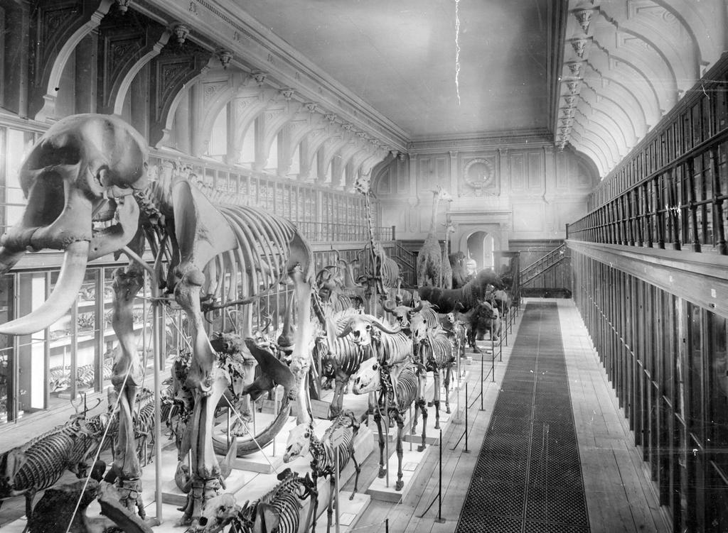 Gammalt träd sveriges nyfiknaste museum firar 100 år i frescati!