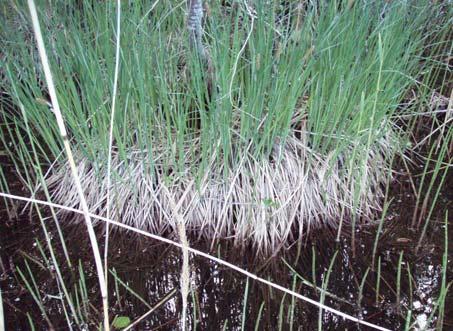 till relativt små ytor. De habitat som var i särklass bäst var den del av vassbården som täcks av drivande vass samt i anslutning till tuvor av gräs och säv (se bild nedan).