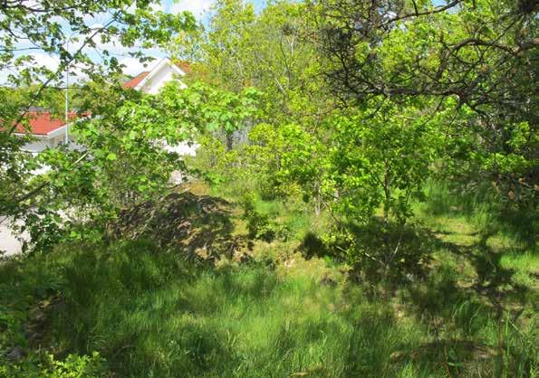 11. JOHAN DAHLLÖVS GATA STRÖMSLUND Bostadsnära natur Ca 0,40 ha ha Platsen saknar skydd av detaljplan Platsen är