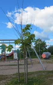Gräsytan som är inramad av häck känns separerad från övriga parken och de olika funktionerna i parken är dåligt integrerade vilket hämmar användningen.