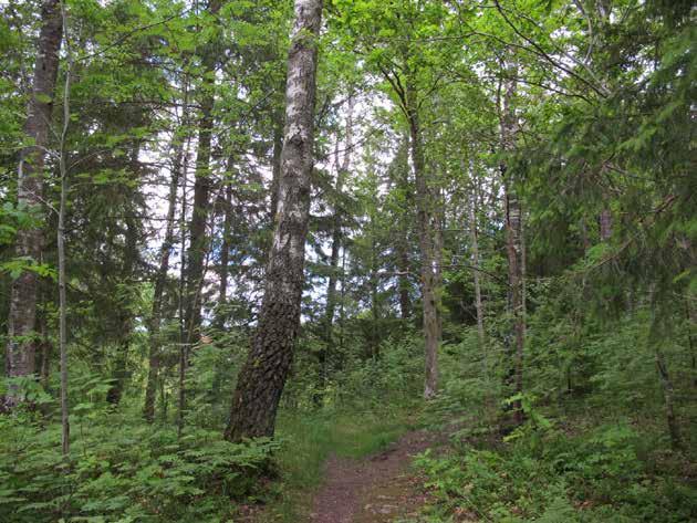 4. LINDÅSEN/TRÅNGÅSEN NÄRPARK Naturkvarter Ca 4,5 ha Syddas endast i söder, D1/2005 Natur: naturområde med naturstig TORSRED 1:15 000 Platsen består av naturmark där Torsredsvägen skiljer Lindåsen