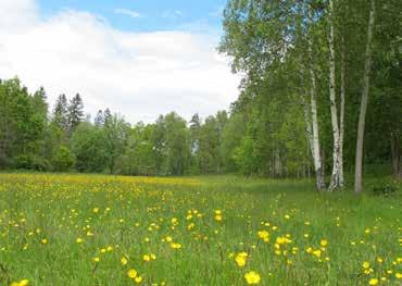 Torsredsvägen delar området i två ungefär på mitten.