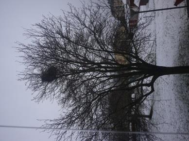 Sista sidan Livet består av en mängd olika frågor som vi måste, vill, kan eller inte kan lösa! Min stora fråga är om det ska vara eller inte vara vinter!