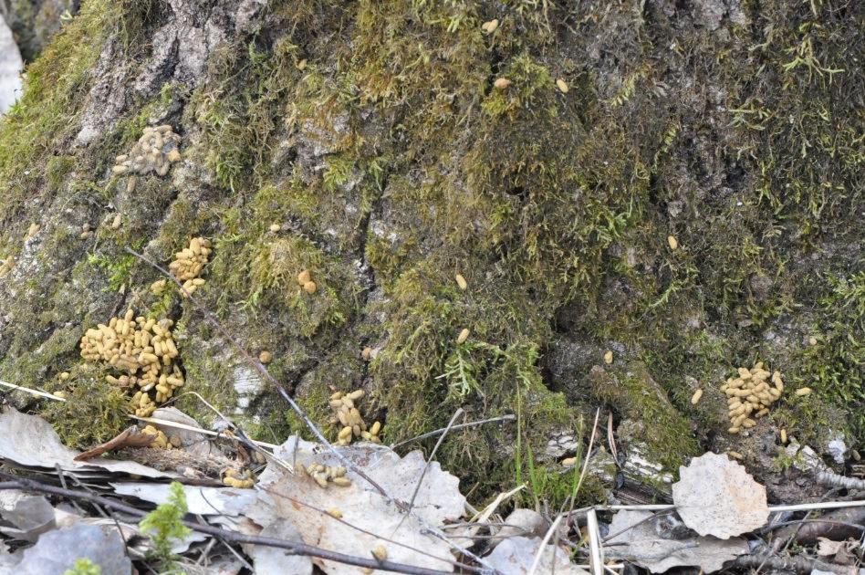 med exkrementkorn också under närliggande träd är det sannolikt fråga om en föröknings- och rastplats, även om själva boet inte kan lokaliseras. Födoträden är alltid lövträd: asp, al och björk.