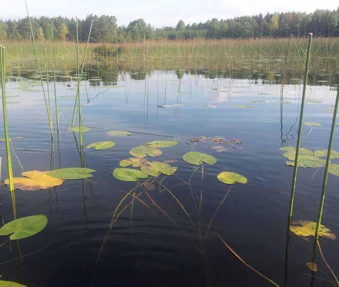 Fakta 204: Inventering av vattenväter i åtta sjöar i Stockholms län 203 Garnsviken, Albysjön, Viren, Stora och Lilla Skogssjön, Muskan, Fjättersjön samt Mälaren-Skarven Publiceringsdatum 204-0-22