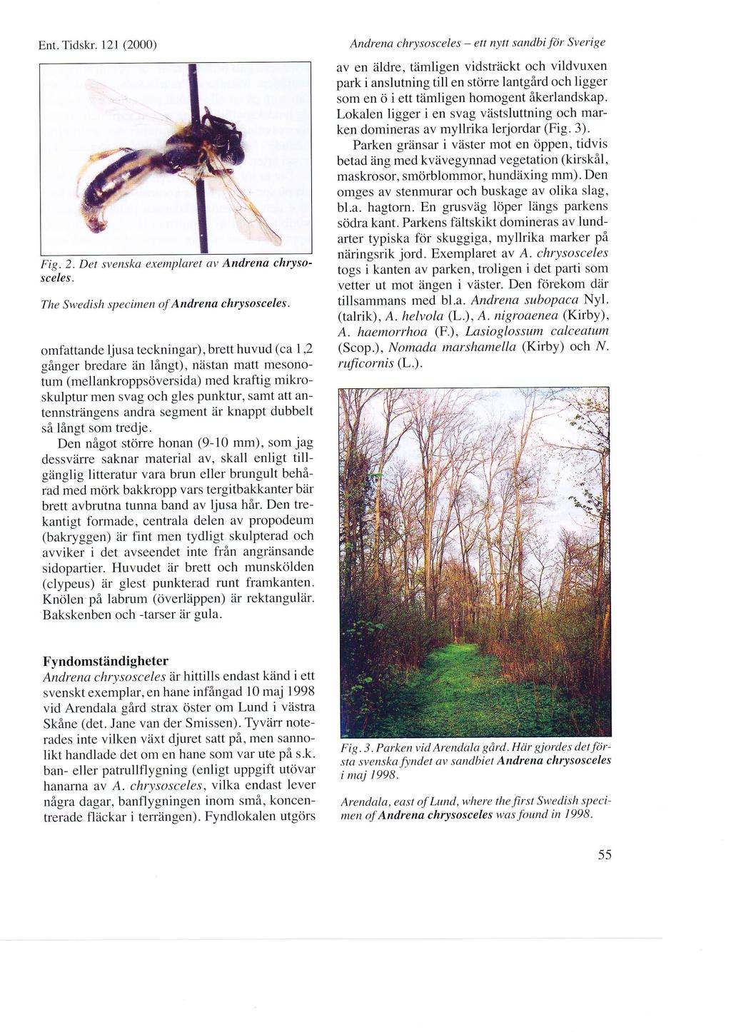 Ent. Tidskr. t21 (2OOO) Fig.2. Det svenska exemplaret av Andrena chrysosceles. The Swedish specimen of Andrena chrysosceles.