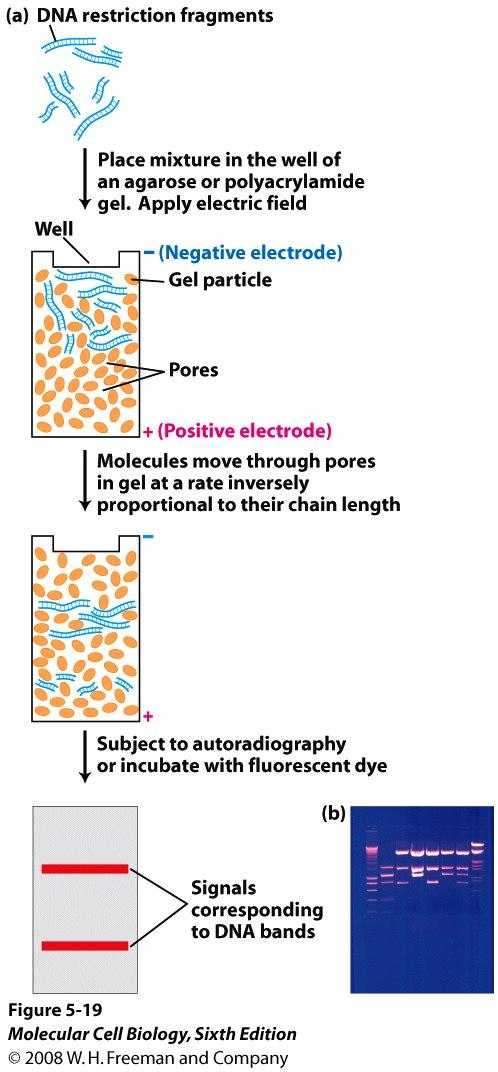 Electrophoresis of