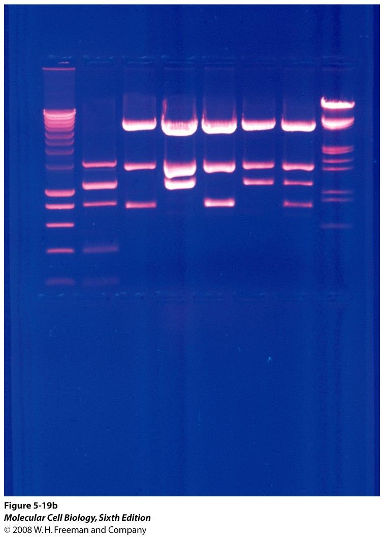 RNA gel - denaturing