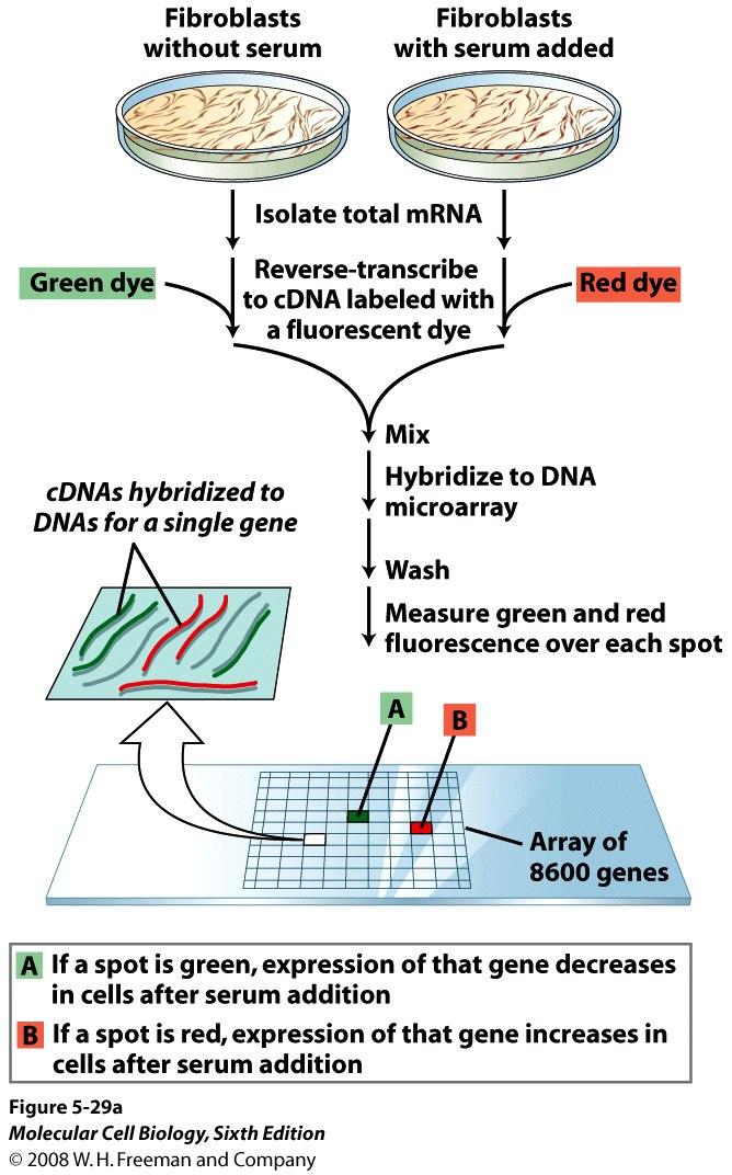 cdna synthesis using Oligo-dT and dg