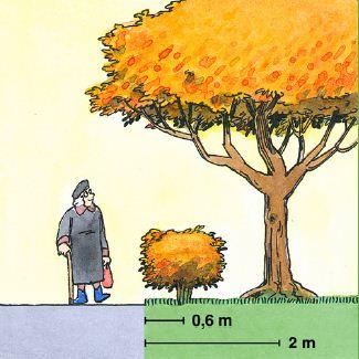 Stora buskar och träd bör placeras minst 2 meter innanför tomtgräns. Häck- och buskplantor bör placeras 60 centimeter innanför tomtgräns.