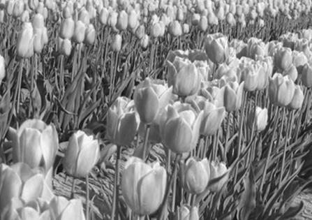 Resor 5-9 juli Operafestivalen i Savonlinna, Finland 21-24 april Möt våren i Holland En blomsterresa med ﬂyg till Holland när det holländska landskapet slår ut i ett vajande hav av liljor, hyacinter,