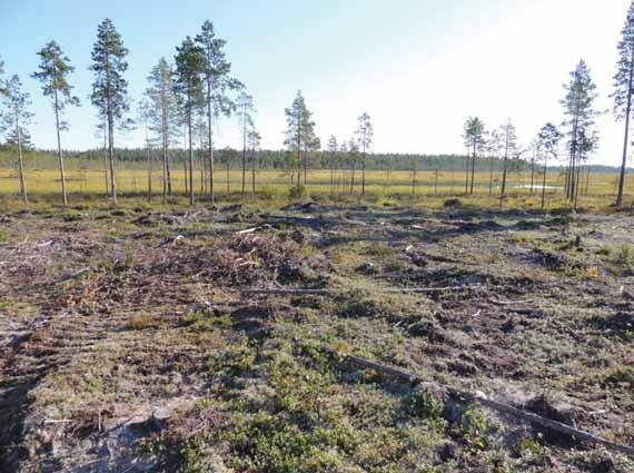 Bild 4 Raä 279,, miljöbild,