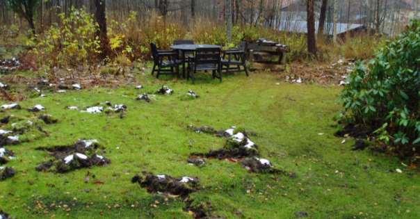 Övriga skador av vildsvin Skador av vildsvin kan även förekomma på skog, och i värdefulla natur- och kulturmiljöer, trädgårdar och offentliga grönytor.