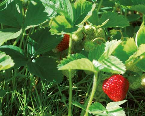 Växtskydd Växtskydd Jordgubbar - insekter Kontakta din säljare för aktuell information.