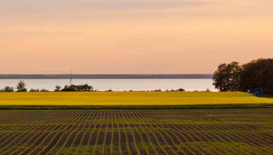 Vallfröer Foto: Mårten Svensson ensilering.